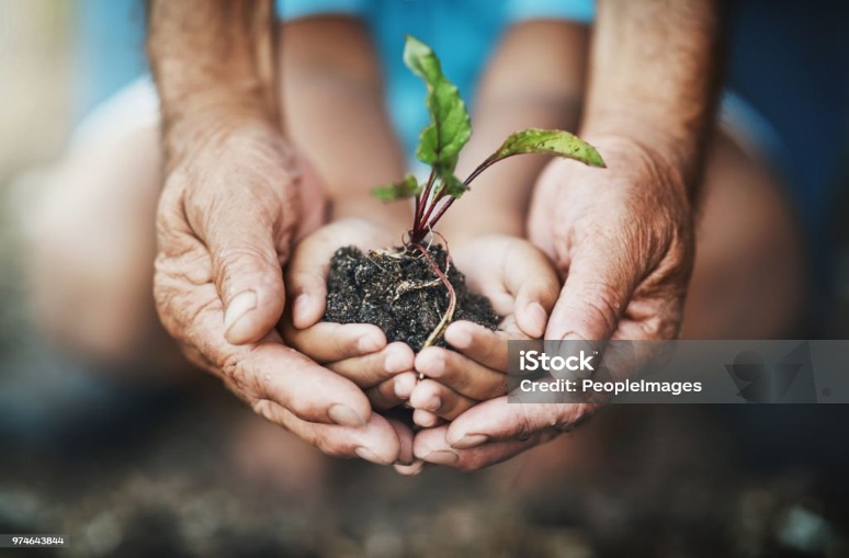 Adult and child hands nurturing a young plant